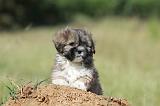 LHASSA APSO 092